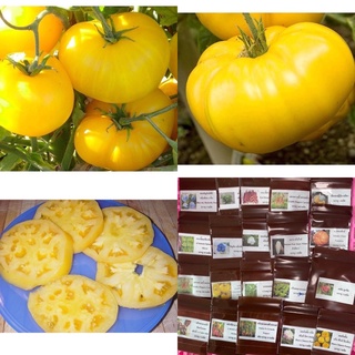 เมล็ด มะเขือเทศ แบรนดี้ไวน์สีเหลือง (Yellow Brandywine Tomato Seed) บรรจุ 5 เมล็ด คุณภาพดี ของแท้ 100%