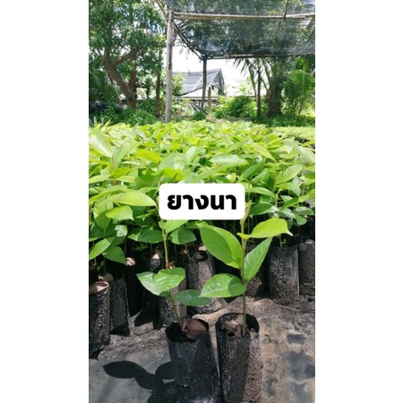 #​ต้นกล้ายางนา(พร้อมส่ง)​