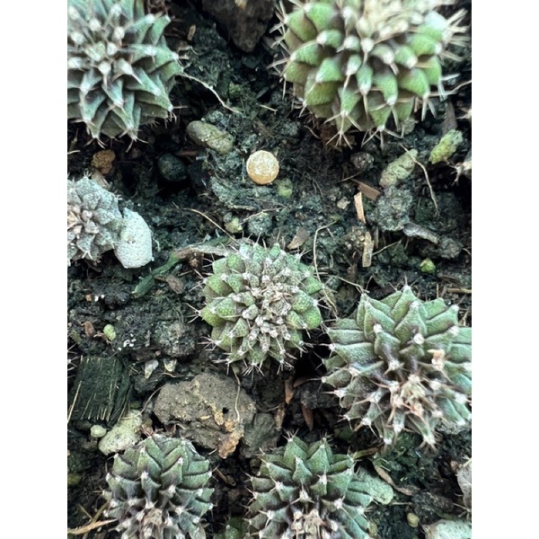 lb2178คริสตาต้า ต้นจิ๋ว