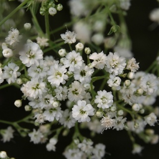 ดอกซ้อนยิปโซฟิลล่า ยิปโซฟิลล่าดอกซ้อน 50เมล็ดเมล็ด  Gypsophila  เมล็ดนำเข้า*ศึกษาวิธีปลูกก่อนเพาะ*