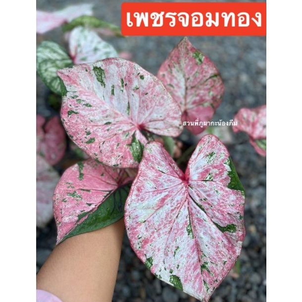 บอนสี  เพชรจอมทอง ส่งทั้งกระถาง 4 นิ้ว ขนาดตามรูปที่ 2-8 แชทเลือกต้นได้ค่ะ ไม้ฟอกอากาศ ไม้มงคล ไม้ประดับ ไม้สวยงาม