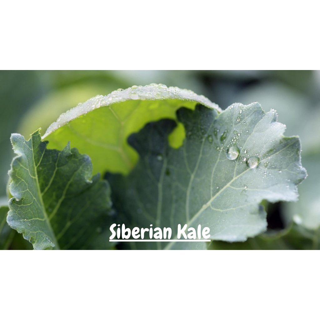 ต้นกล้าเคลไซบีเรียน -Siberian Kale ใบมีขนาดใหญ่ปลูกง่าย โตไวมาก รสออกหวานๆ  ต้นเตี้ย ใบเรียบ ขอบใบหย
