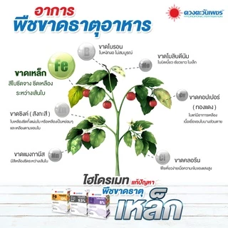 ไฮโดรเมท เหล็กเหลือง Fe -EDTA 13% แบบผงขนาด 1 Kg.
