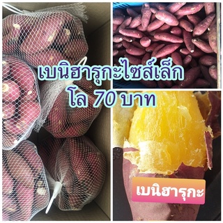 เบนิฮารุกะ 1 kg ไซส์S มันหวานญี่ปุ่นแท้ ปลอดสาร สดใหม่ ส่งครงจากฟาร์ม ไร่สุวินชา