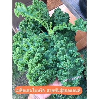 เมล็ดเคลใบหงิก80-100เมล็ด  สายพันธุ์ฮอลแลนด์  Vate Blue Curled Kale เมล็ดนำเข้า  สายพันธุ์ F1 🌱🌱🌱🌱🌱