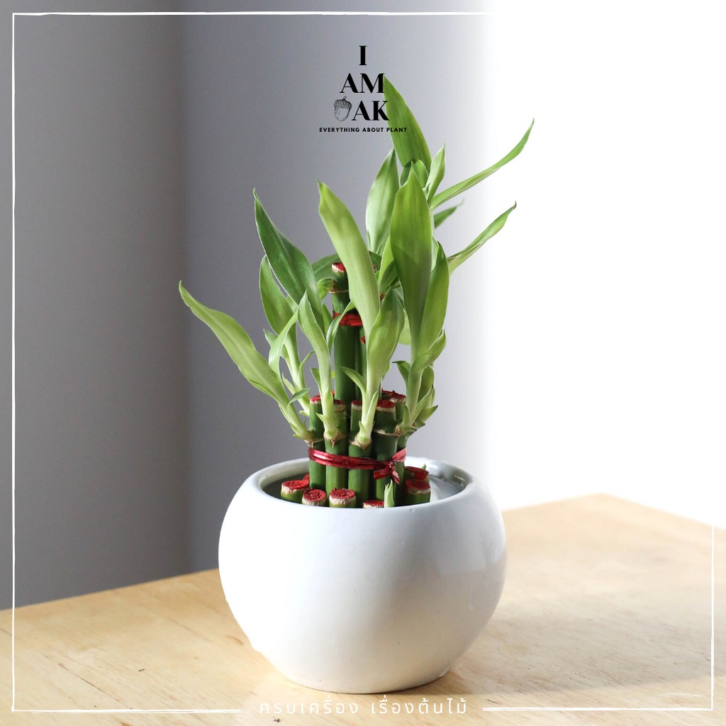 มุมมอง 4