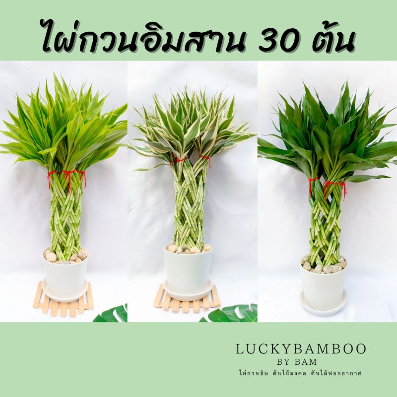 ไผ่กวนอิมสาน 30 ต้น สูง 45-50 cm สีทอง สีเงิน(สีด่าง) สีเขียว