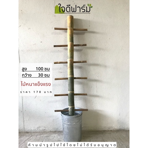 บันไดเดี่ยวไม้เลื้อย สำหรับไม้เลื้อยทุกชนิด สูง1เมตร ราคา 170บาท