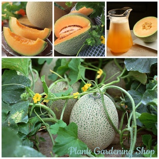 เมล็ดพันธุ์ แคนตาลูป (Hami Melon Seeds) Sweet Cantaloupe Fruit Seeds （นี่มันเมล็ดพืช ไม่ใช่พืช!）