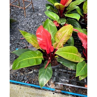 Philodendorn Cherry red 🍒ฟิโลเดนดรอน เชอรี่ เรด กุมารแดงเรียกทรัพย์ ส่งทั้งกระถาง กระถาง 11 นิ้ว