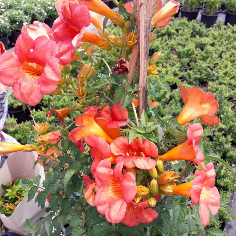 ต้นดอกมธุรดา หรือ ดอกรุ่งอรุณCampsis grandiflora (Thunb.) K.Schum.