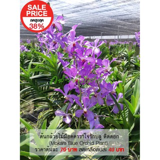 ต้นกล้วยไม้ม็อคคาร่าติดดอกพันธุ์ ใจรักบลู สีม่วงอ่อน (Flowering Mokara Blue Orchid Plant)