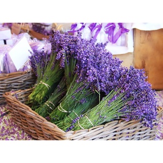 COD เมล็ดพันธุ์ ดอกไม้ ลาเวนเดอร์อังกฤษ (English Lavender) จำนวน 80 เมล็ด ราคา 59 บาท เมล็ดพันธุ์ คุณภาพดี จัดส่งรวดเร็ว