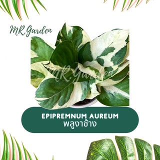 พลูด่างงาช้าง (Epipremnum aureum) ต้นไม้ฟอกอากาศ จัดส่งถอดกระถาง