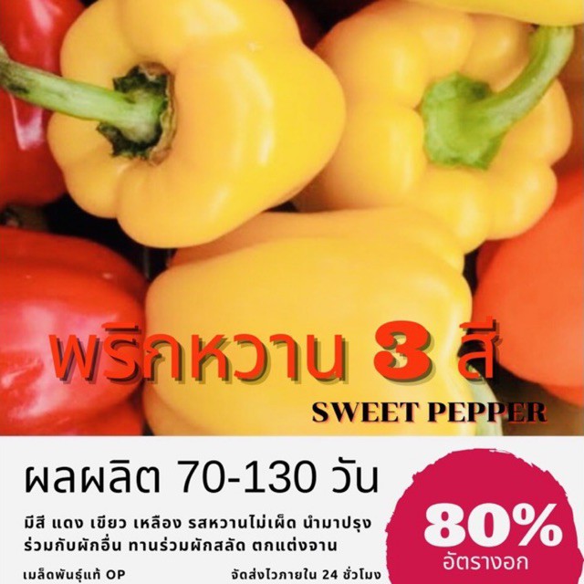 เมล็ดพันธุ์ พริกหวาน Sweet peeper, bell pepper, Capcicum พริก ✅ราคาถูก🪴ปลูกง่าย ปลูกไว้ทานกินเอง🔥ซื้อ10แถม1 คละได้🔥
