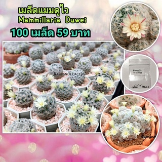 🔖ลด 50%💥 เมล็ดแมมดูไว แม่พันธุ์ขนขาวหนาแน่น 🐝🌵เก็บสดจากสวน เมล็ดพันธุ์ กระบองเพรช แคคตัส