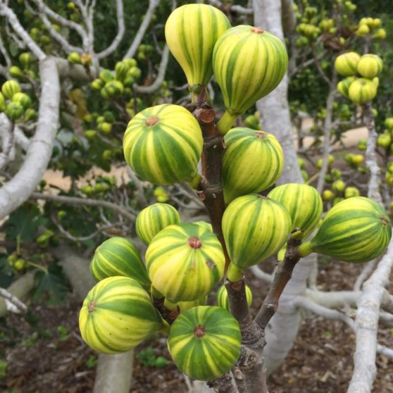 Figs ต้นมะเดื่อฝรั่ง พันธุ์ Tiger Panache อร่อย จัดส่งพร้อมกระถาง 6 นิ้ว ลำต้นสูง 45-50 ซม