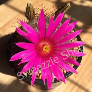 กระบองเพชร (Cactus) แมมกูลโซเวียนน่า (Mammillaria guelzowiana) ดอกสีชมพูเข้มใหญ่ ต้นขนาด 2-3 cm ส่งทั้งกระถาง