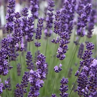 เมล็ดพันธุ์ ลาเวนเดอร์ Lavendula angustifolia lavender 100 เมล็ด เมล็ดพันธุ์นำเข้าจาก อังกฤษ