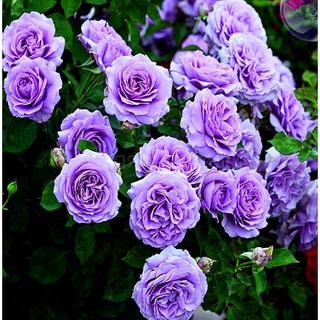 25เมล็ด เมล็ดกุหลาบ อังกฤษ พันธุ์เลื้อย สีม่วง กุหลาบหนู Rose seeds