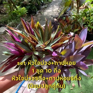 หัวใจสีม่วง ว่านกาบหอย ตัดกิ่งสด ขายเป็นชุด ได้10กิ่ง ตัดสดจากสวนก่อนส่ง