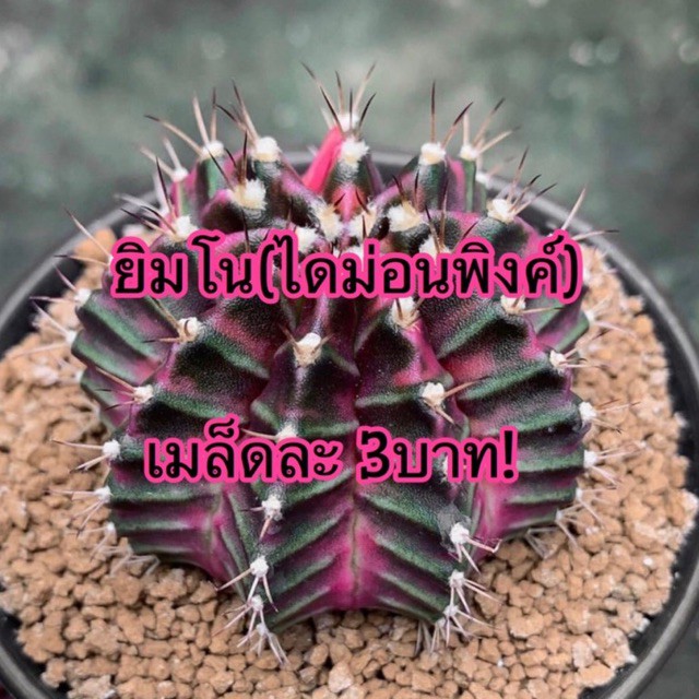 จะหมดแล้ว ยิมโน (พิงค์ไดม่อน) เริ่มต้นที่เมล็ดละ3บาท!!