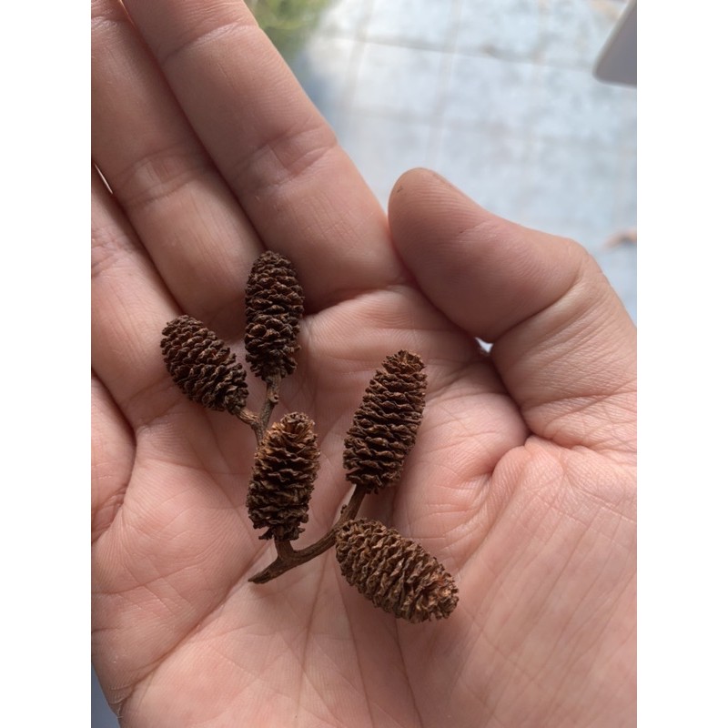 Alder cones ขนาด 1 ซม (ชุดละ 3 เม็ด) จากออสเตรเลีย ปลอดภัยจากสารเคมี 100% 1 เซ็ท มี 3 เม็ด อาหารกุ้ง อาหาร กุ้งแคระ