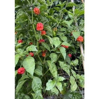 พริกป่นแคโรไลน่ารีเปอร์ carolina reaper พริกเผ็ดที่สุดในโลก 25 กรัม