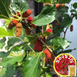 Mulberry tree plant seedlingsสร้อยข้อมือ/บุรุษ/กุหลาบ/seeds/ขึ้นฉ่าย/กางเกง/ผักชี/มักกะโรนี/เมล็ดพืช/มะละกอ/ IZ0U