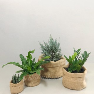 🌿 ถุงป่านสำหรับสวมกระถาง l กระถางต้นไม้ Plant Pot Earthy Bevel Pocket Style