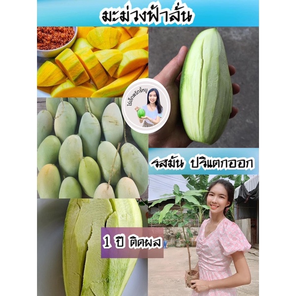 #ต้นมะม่วงฟ้าลั่น(เสียบยอด) สุงราว50-60เซน 1 ปีติดผล