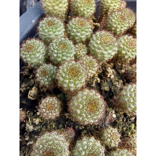 frailea chiquitana 1 ซม. (ไม้เมล็ด)