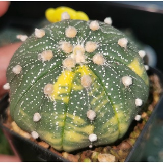 แอ​สโตร​ไฟตัม  #ด่างสวย   #แคสตัส castus​ Astrophytum แอสโตร แอสโตร​ไ​ฟตั้​ม กระบองเพชร