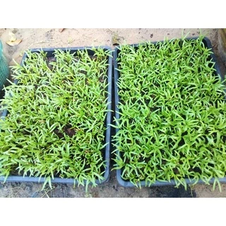 เมล็ดพันธุ์ ผักบุ้งจีน ผักสวนครัว 20 กรัม [10 แถม 1 คละได้]