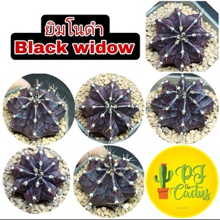 ยิมโนดำ Black widow เสน่ห์ดุดัน ไม้ชำหน่อ