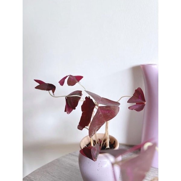 Oxalis Triangularis | ผีเสื้อราตรี #ต้นผีเสื้อราตรี