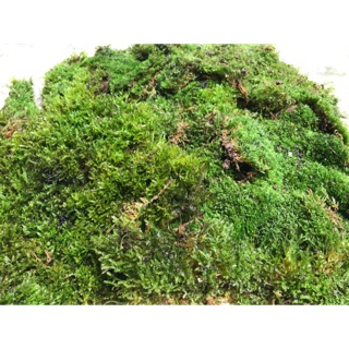 มอสดิน 1 กิโลกรัม เก็บสด   MOSS 1KG