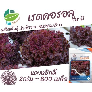 เรด คอรอล ~800 เมล็ด (Red Coral)​ #ผักสลัด #เมล็ดพันธุ์​ #คอรัล #สลัด