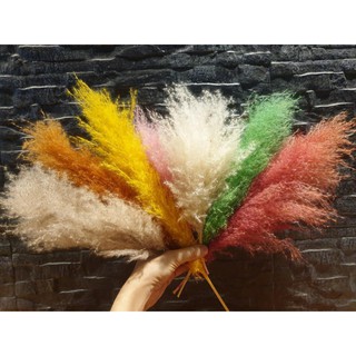 Rarin ดอกเลาย้อมสี 15 cm-30cm. ดอกแพมพัส Pampas แบ่งขาย เป็น กิ่งเล็ก เป็นดอกไม้ธรรมชาติ  ฟูสวย เป็น พร็อพถ่ายรูป