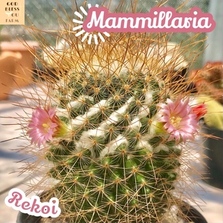 [แมมรีคอย] Mammillaria Rekoi ส่งพร้อมกระถาง แคคตัส Cactus Succulent Haworthia Euphorbia ไม้หายาก พืชอวบน้ำ