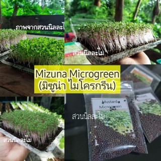 เมล็ดผักไมโครกรีน Mizuna Microgreenปริมาณ4กรัม(มีเก็บเงินปลายทาง)