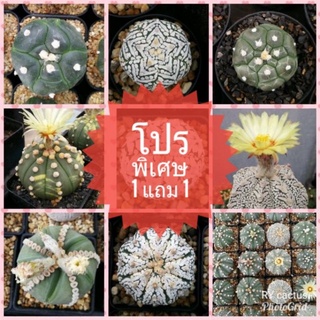 โปร ซื้อ 1 แถม 1 เมล็ด แคคตัส แอสโตร Cactus astro seed เมล็ดใหม่มาก แถมทุกซอง