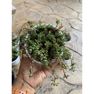 Sedum Rubrotinctum Redberry Jelly bean Plant คุณนายตื่นญี่ปุ่น ไม้อวบน้ำ กุหลาบหิน ส่งพร้อมกระถาง 4 นิ้ว