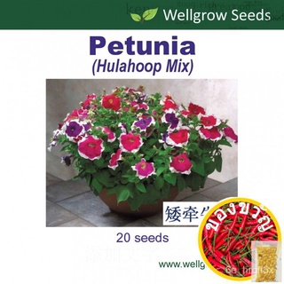 Seeds : Petunia Hulahoop 20เมล็ดเมล็ดพืช KKGQ