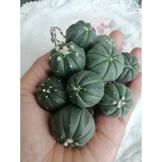 แอสโตร Astrophytum ส่งแบบถอดราก ขนาด 1.4 - 2 เซนติเมตร