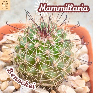 [แมมหนามตะขอดำ] Mammillaria Beneckei ส่งพร้อมกระถาง แคคตัส Cactus ไม้ทะเลทราย ทนแล้ง ทนแดด เลี้ยงง่าย หนามโหด หนามดำ พืช