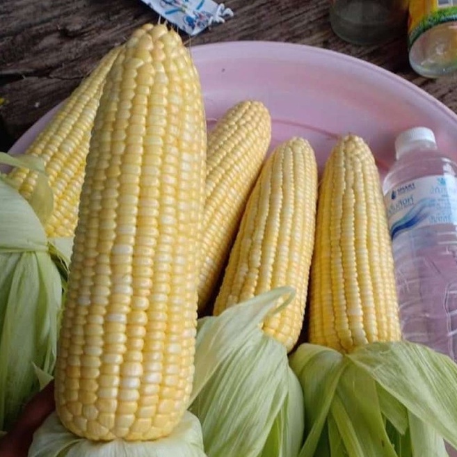 เมล็ดพันธุ์ข้าวโพดหวานซุปเปอร์สวีท 50 เมล็ด โตไว ปลูกง่าย ดูแลง่าย[10 แถม 1 คละได้]