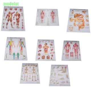 ML Human Anatomy Muscles System Poster Print Body Map Silk Painting Wall Pictures