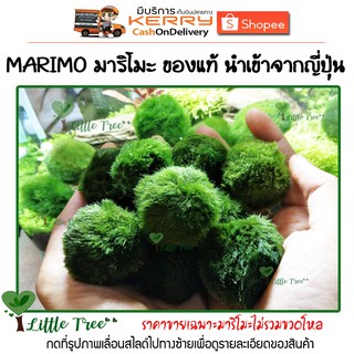 Marimo มาริโมะ ขนาดกลาง สินค้าหมด