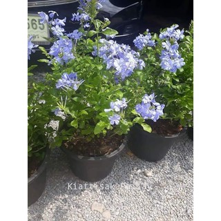 พยับหมอก Cape leadwort